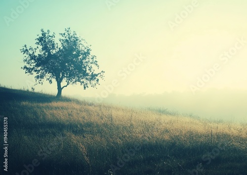 Misty morning landscape with solitary tree