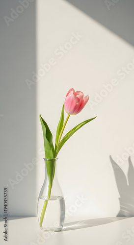 Single pink tulip in glass vase with light and shadow
