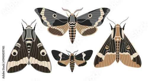 Collection of Moths with Unique Patterns.