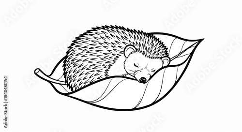 Cute Sleeping Hedgehog on Autumn Leaf Vector - Nature Wildlife Line Art