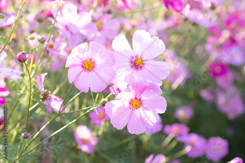Pink cosmos flowers blooming in the garden with sunlight