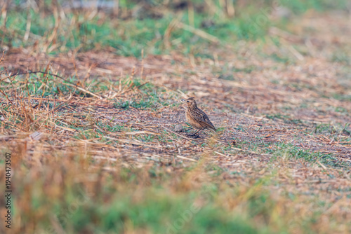 Oriental skylark (Alauda gulgula) at Baruipur, West Bengal, India