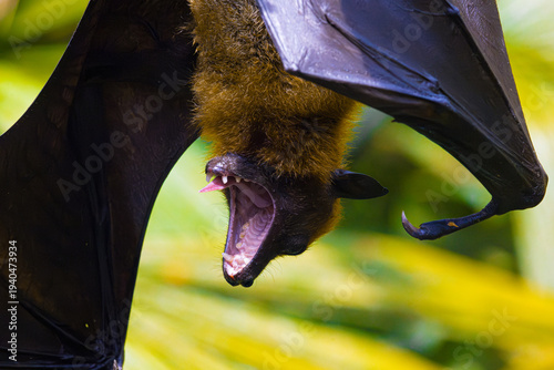 Flying fox fruit bat hanging upside down Eating