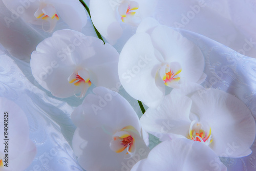 薄ピンクの布地に載った白い胡蝶蘭