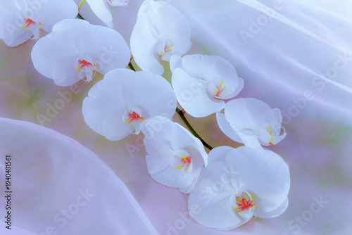 薄ピンクの布地に載った白い胡蝶蘭