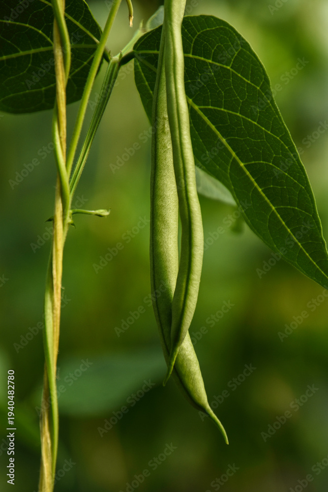 Fototapeta premium Beans flowers is garden.fresh still to pick beans hanging on a bean plant.Organic Garden Fresh Italian Green Beans.Young bean plant with flowers in the garden. Green beans grow in the vegetable garden