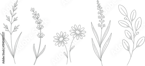 Hand drawn wildflower botanical line art collection with leaves and stems minimalist floral outline vector illustration set