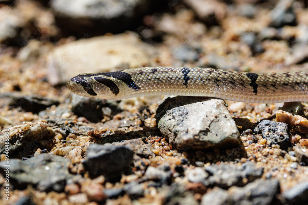 Obraz premium Small-banded Kukri Snake crawling on rocky ground in thailand