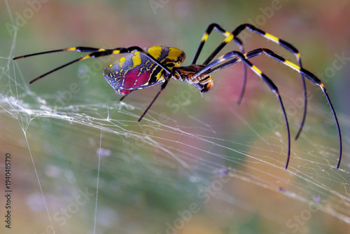 Colorful joro spider sitting on a fine spider web