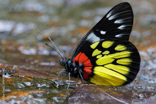 Red-based Jezebel butterfly drinking water in Chiang Mai