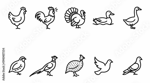 Collection of various birds including chickens, ducks, and turkeys in different poses, simple line drawings, white background, front view