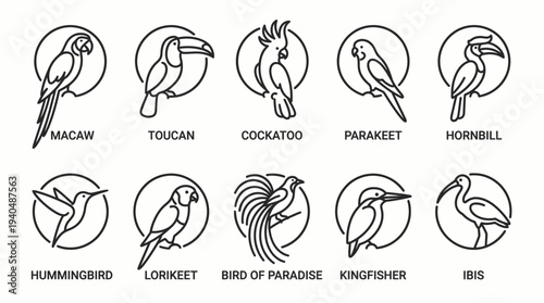 Collection of bird illustrations featuring various species in circular frames, showcasing diverse plumage and characteristics