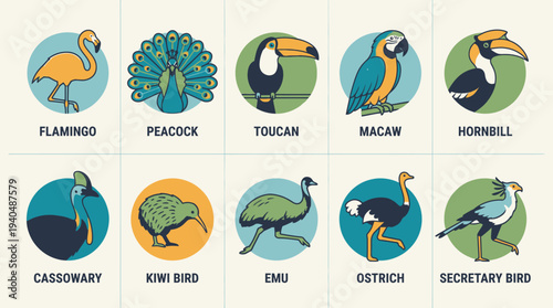Collection of diverse bird species illustrated in circular frames showcasing various exotic birds from different parts of the world