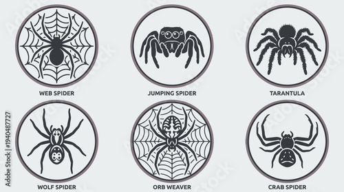 Collection of various spider species illustrations in circular frames showcasing different types and characteristics