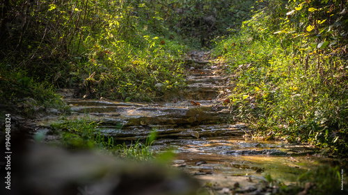 stream in the forest