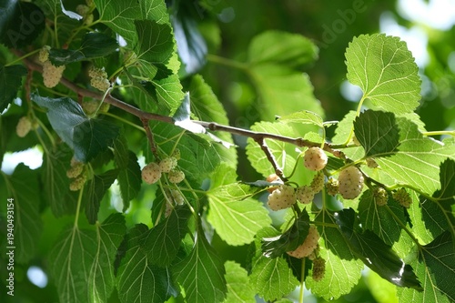 Branches with leaves and unripe fruits of white mulberry (Morus alba) tree, Gorno Badakhshan, Tajikistan. Leaves of white mulberry are primary food source for silkworm. Fruits are edible.