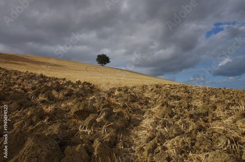 In the Molise countryside during the wheat harvest, the ground is prepared to remove weeds.