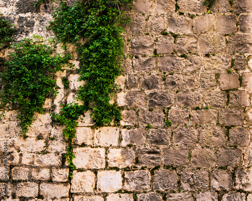 Fotografia Weathered Mediterranean stone wall with green ivy plants growing across textured limestone blocks, creating a natural rustic background