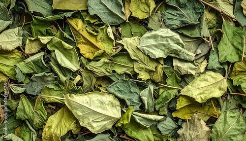 Overhead close-up of fallen leaves with varying green and yellow hues on a textured ground