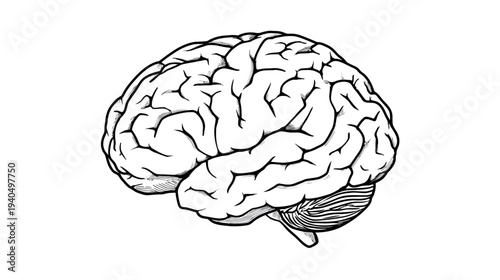 Detailed Human Brain Anatomy Illustration with Cerebrum and Cerebellum - Black and White Line Art Drawing for Science