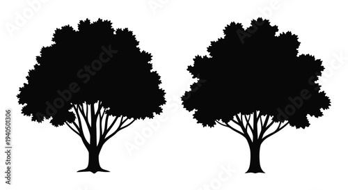 Two dark trees with dense foliage stand against a white background silhouette