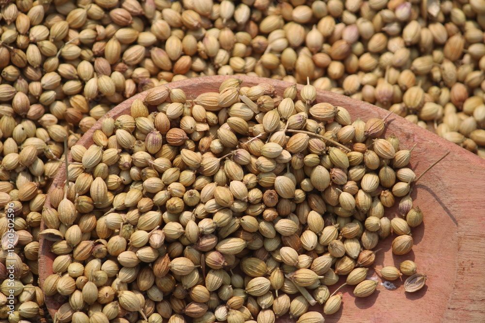 Fototapeta premium Coriander seeds close up texture background