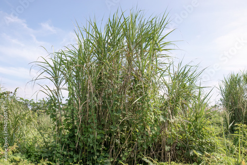 Towering wild grass rising above uncultivated ground. Tall tropical blades forming a dense natural clump. Isolated grass cluster standing in bright open landscape. 