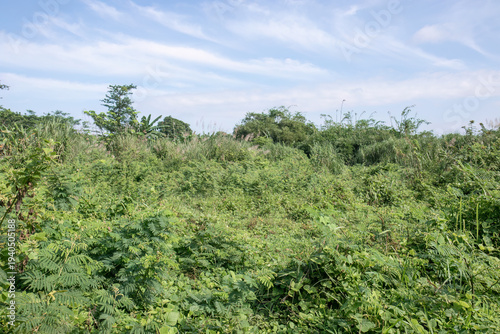 Tableau sur toile Wide scrubland stretching beneath a soft blue sky