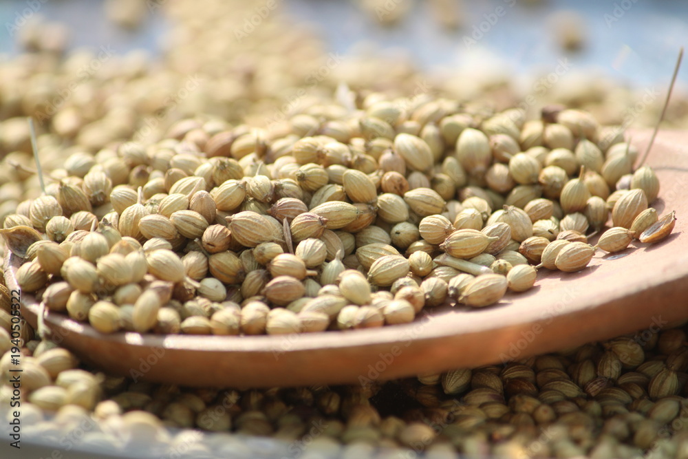 Fototapeta premium Coriander seeds close up texture background