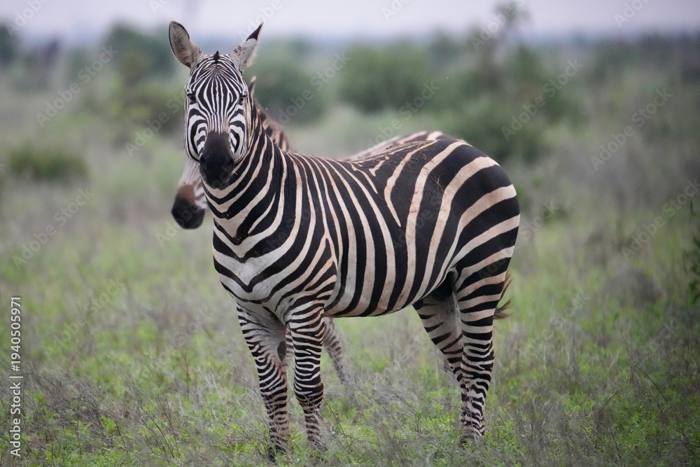 Fototapeta premium zèbre au petit matin