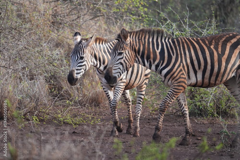 Fototapeta premium deux zèbres marchent