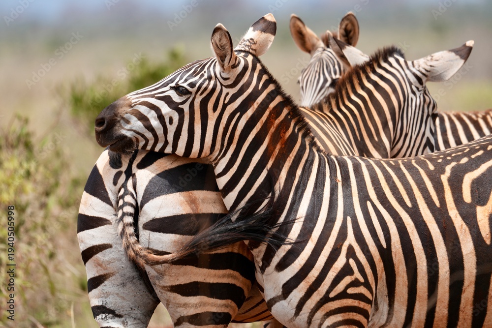 Fototapeta premium troupeau de zèbres