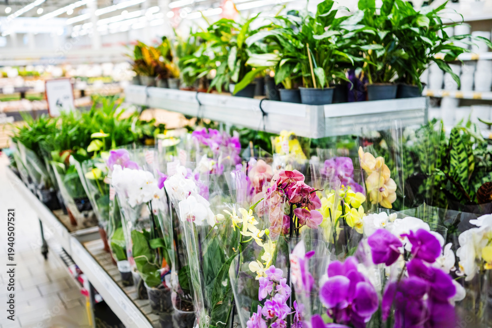 Naklejka premium Yellow And Purple Live Orchids For Sale On A Shelf In Flower Market