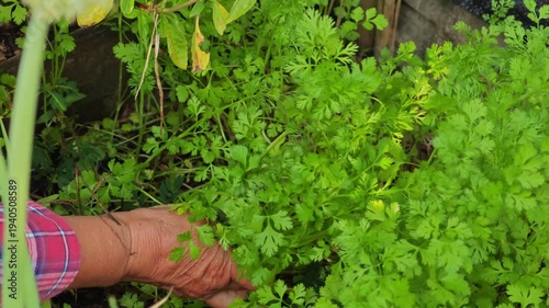 coriander in garden