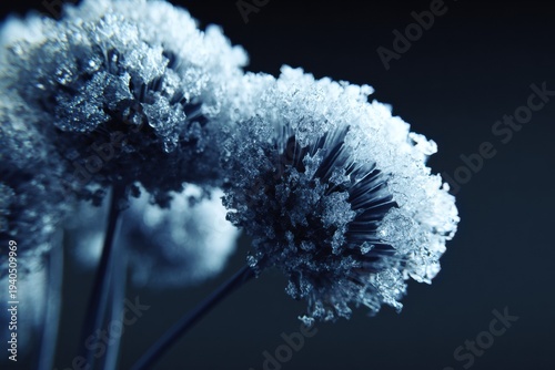 Dark flowers with an ice-like texture appear striking against a dark background, showing unique details and artistic designs in nature.