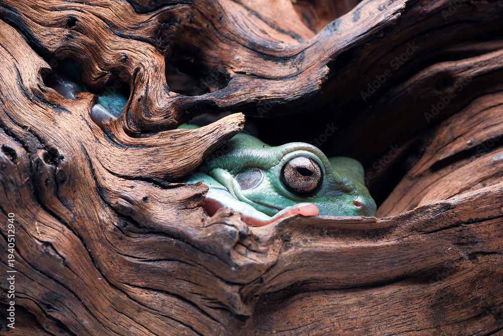 Fototapeta premium an Australian green tree frog is in the middle of a hole in a log