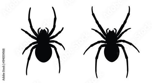 Two black spiders depicted in stark contrast a striking silhouette