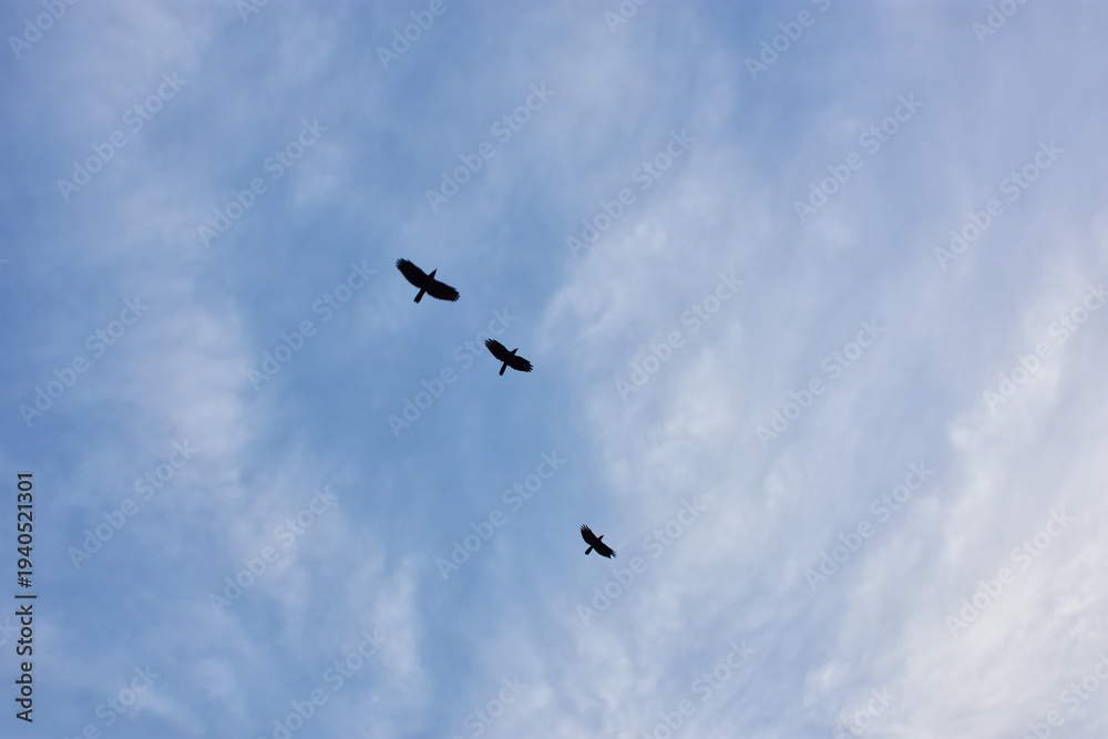 Fototapeta premium Flock of House Crows Flying in Open Blue Sky