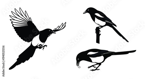 Three black and white magpie illustrations showcase flight and foraging poses presented as a striking silhouette high quality professional detailed modern