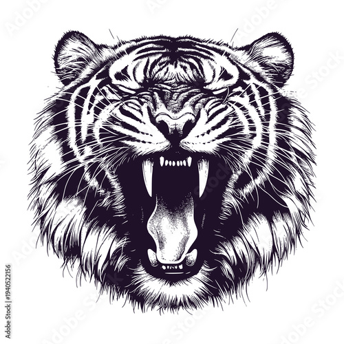 siberian tiger yawning