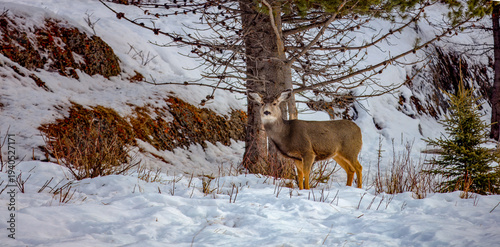 deer in snow