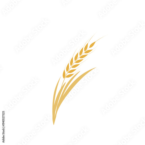 Vector illustration of golden wheat grain. Elegant wheat stalk. This graph is very suitable for agricultural purpose.  branding, food industry project, or natural ingredient label