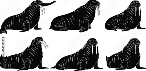 Walrus silhouette collection featuring marine animal poses, arctic wildlife icons, sea mammal vector set, tusked seal illustrations, and ocean life elements.