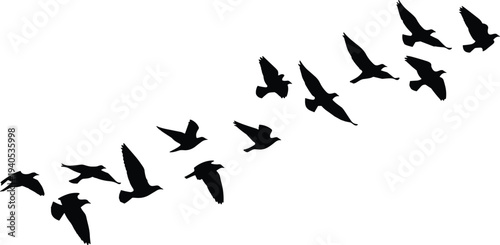 Black silhouette of a large flock of wild birds flying together in v formation against a pure white isolated background.