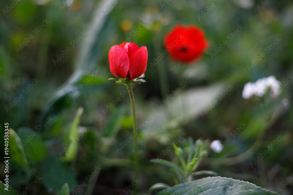 Obraz premium Red poppy flowers growing on a thin stem in green meadow grass outdoors. Remembrance symbol.