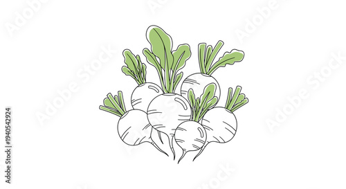 Graphic illustration of a bunch of fresh white radishes with long green leaves tied together in a clean and modern vector art style.