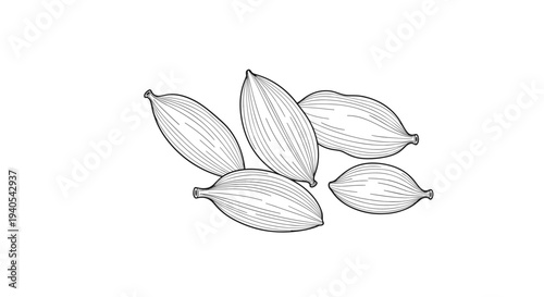 Detailed black and white engraving style illustration showing several cardamom pods with their characteristic textured outer seed shells.