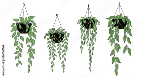 Set of four different types of hanging indoor plants in black pots with long trailing green leaves isolated on a plain white background.
