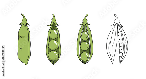 Illustration of four green pea pods in different stages of being opened to reveal round peas inside with one shown as a line drawing.