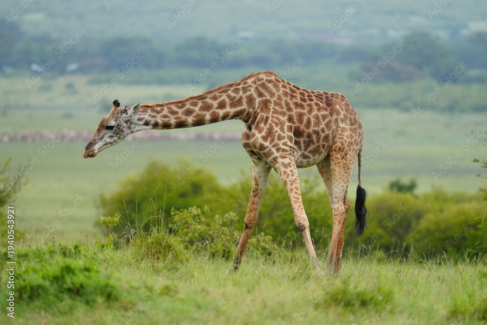 Naklejka premium girafe baissée